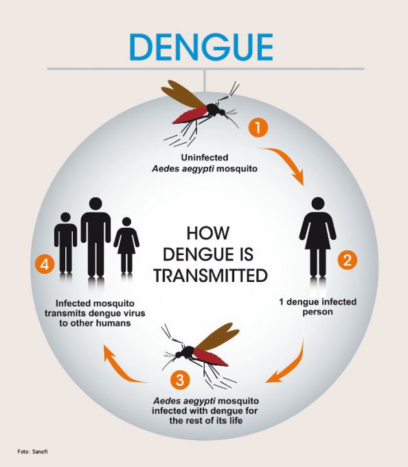 How Dengue is transmitted.