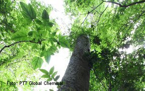 Forest in Rayong province, Thailand.