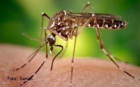 The Aedes aegypti mosquito, the dengue vector.