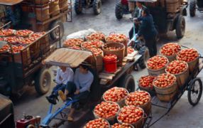 Tomatoes are one of the many vegetable spicies in Food Chain Partnerships.
Photo: Bayer CropScience